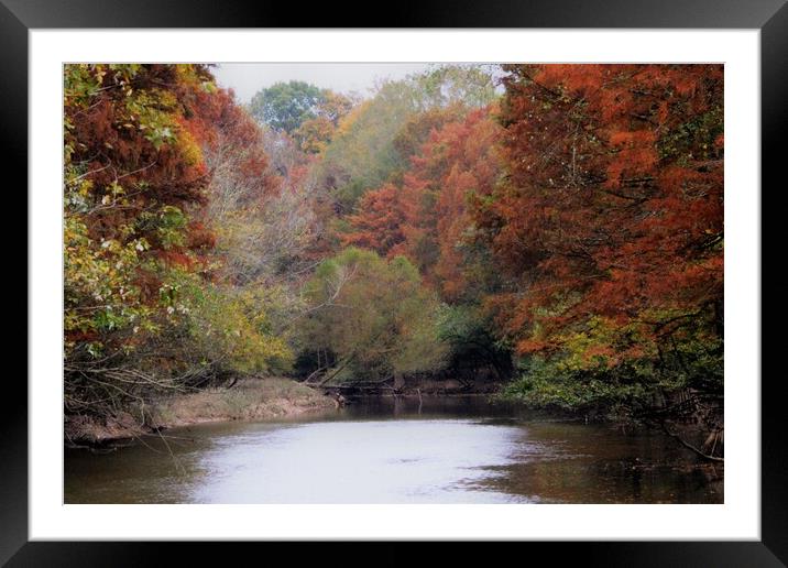 Cypress Bayou Framed Mounted Print by JUDY LACEFIELD