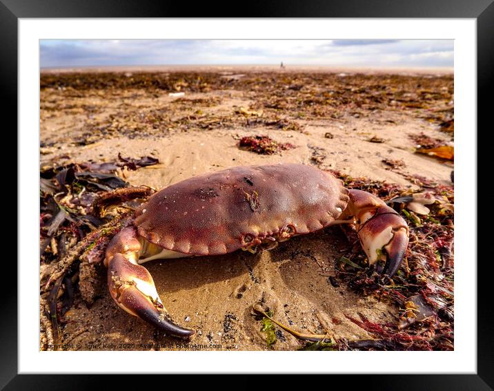 An crab sitting on Bridlington beach Framed Mounted Print by Janet Kelly