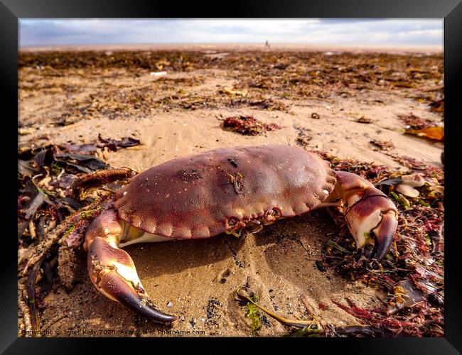 An crab sitting on Bridlington beach Framed Print by Janet Kelly