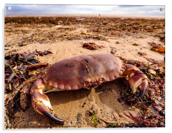 An crab sitting on Bridlington beach Acrylic by Janet Kelly