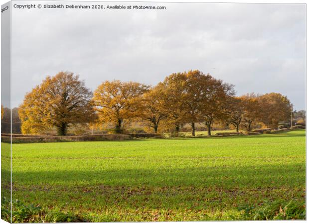 Row of Oak trees in Autumn Canvas Print by Elizabeth Debenham