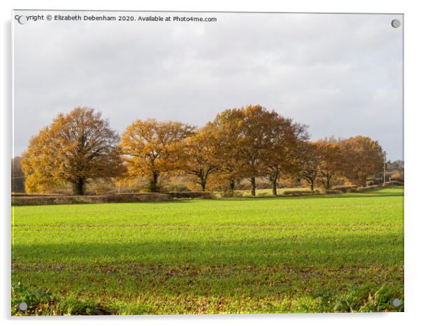 Row of Oak trees in Autumn Acrylic by Elizabeth Debenham