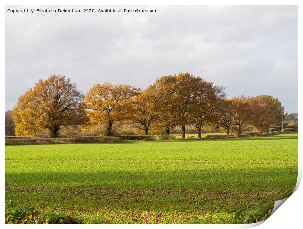 Row of Oak trees in Autumn Print by Elizabeth Debenham