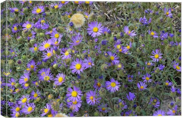 Colorado Tansy Aster Canvas Print by JUDY LACEFIELD