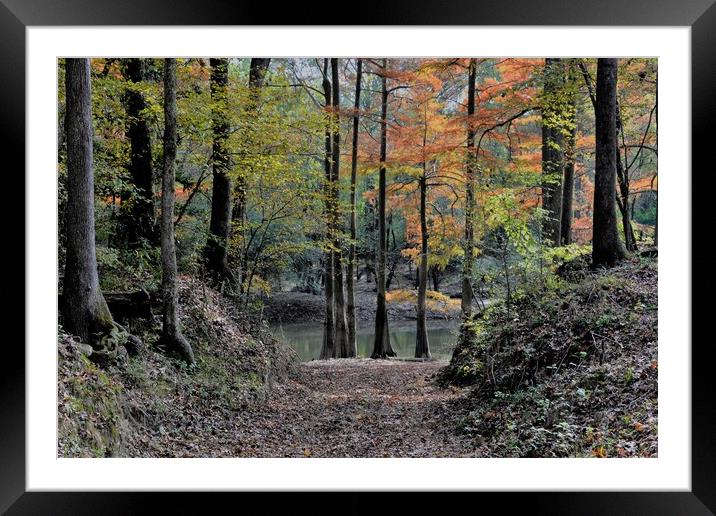 Cypress trees Framed Mounted Print by JUDY LACEFIELD