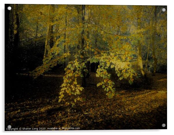 Natures Gold of Eastham Woods Acrylic by Photography by Sharon Long 