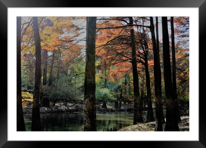 Sun peaking through the branches Framed Mounted Print by JUDY LACEFIELD