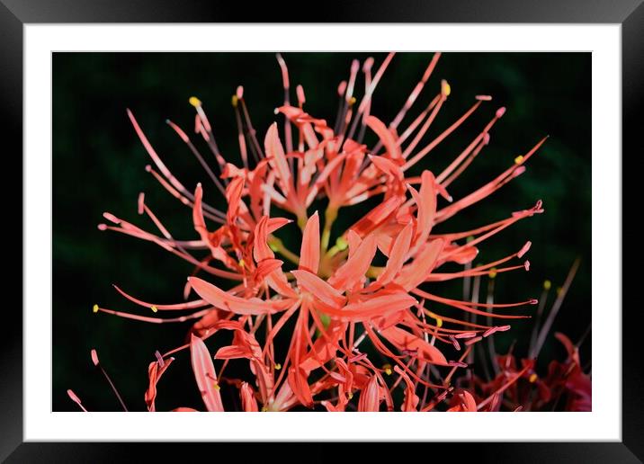 Surprise Lily Framed Mounted Print by JUDY LACEFIELD