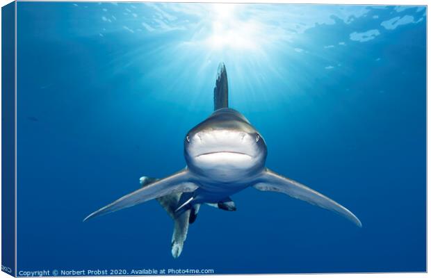 Oceanic Whitetip Shark Canvas Print by Norbert Probst
