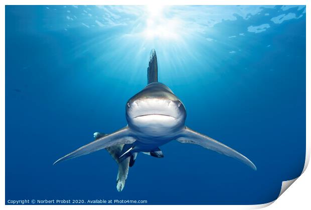 Oceanic Whitetip Shark Print by Norbert Probst
