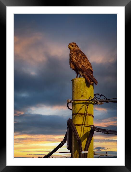 Buzzard Framed Mounted Print by Duncan Loraine
