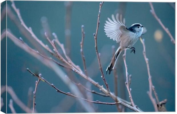 Long Tailed Tit Canvas Print by Duncan Loraine