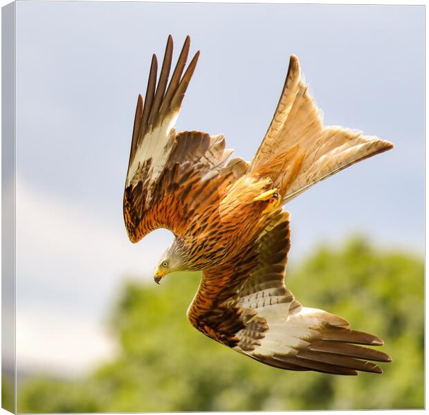 Red Kite diving Canvas Print by Grant Glendinning