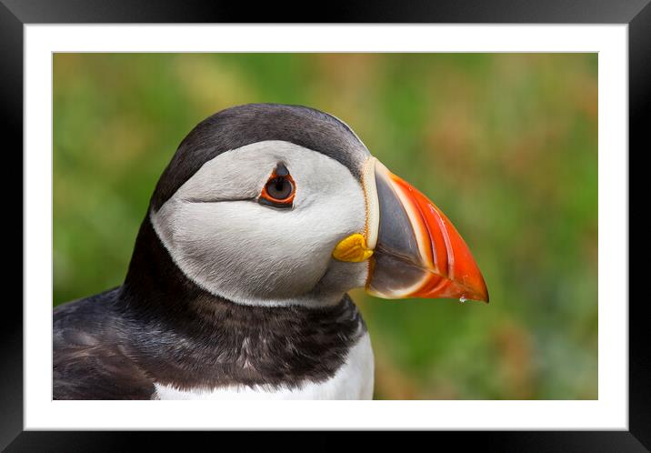 Puffin Portrait Framed Mounted Print by Mick Vogel