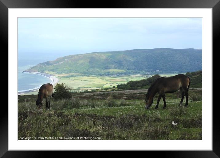 Exmoor Ponies grazing near Porlock, Somerset  Framed Mounted Print by John Martin