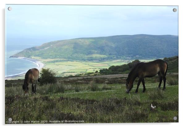 Exmoor Ponies grazing near Porlock, Somerset  Acrylic by John Martin