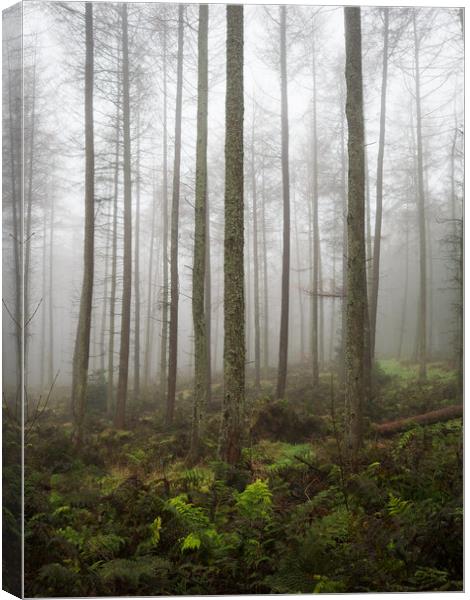 Misty Woodland. Canvas Print by Tommy Dickson