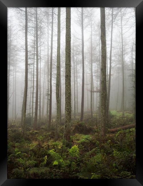 Misty Woodland. Framed Print by Tommy Dickson