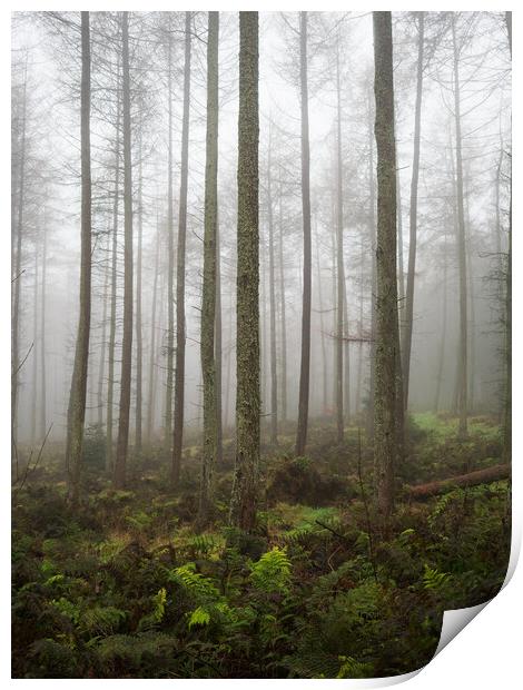 Misty Woodland. Print by Tommy Dickson