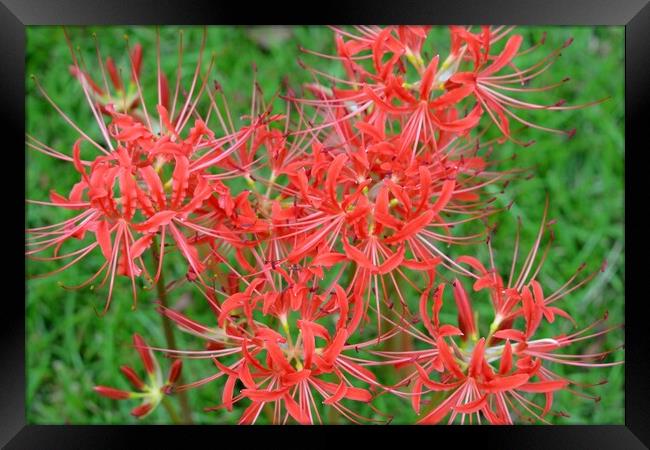 Spider Lilies Framed Print by JUDY LACEFIELD