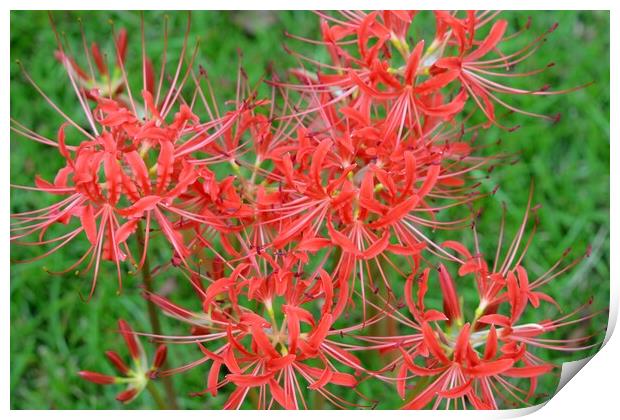 Spider Lilies Print by JUDY LACEFIELD