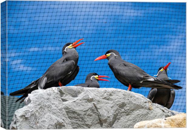 Inca Tern Gang  Canvas Print by Jacqui Farrell