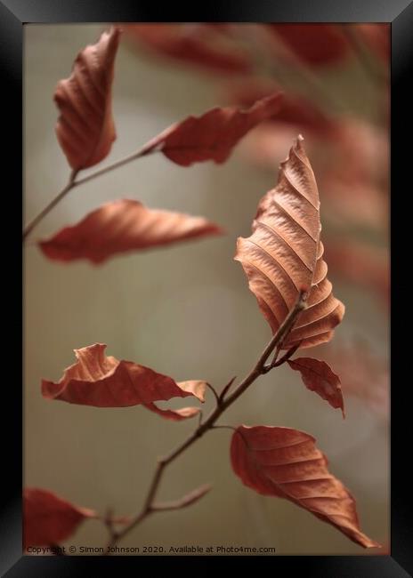 Beech Leaves Framed Print by Simon Johnson