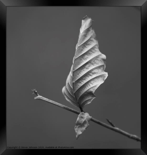 Beech leaf Framed Print by Simon Johnson