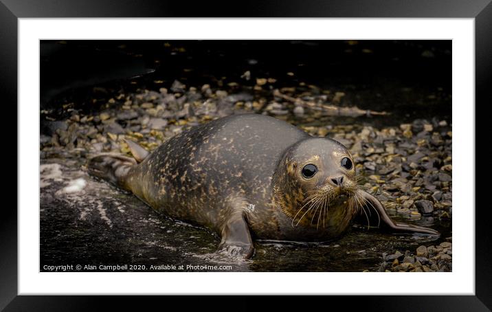 Big Brown Eyes Framed Mounted Print by Alan Campbell