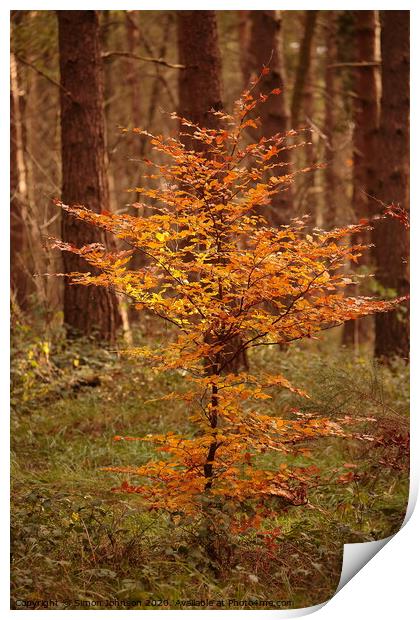 Sunlit Beech tree Print by Simon Johnson