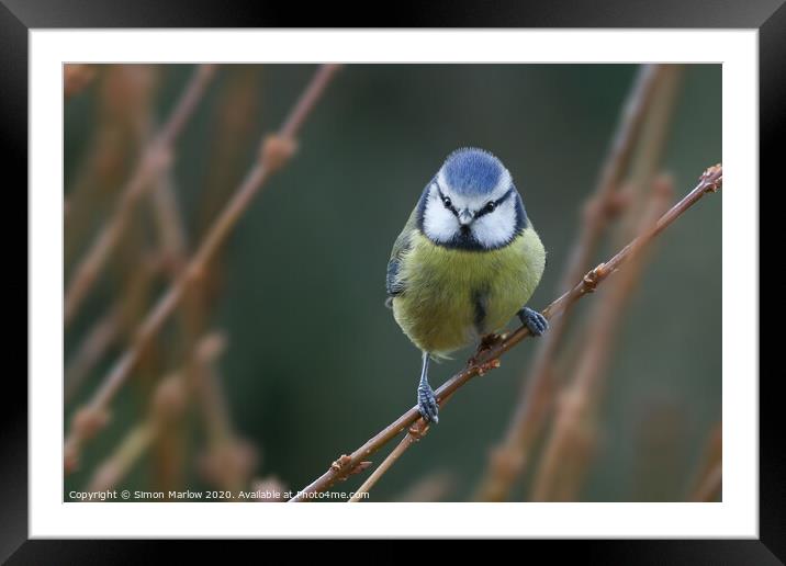 Blue Tit perched Framed Mounted Print by Simon Marlow