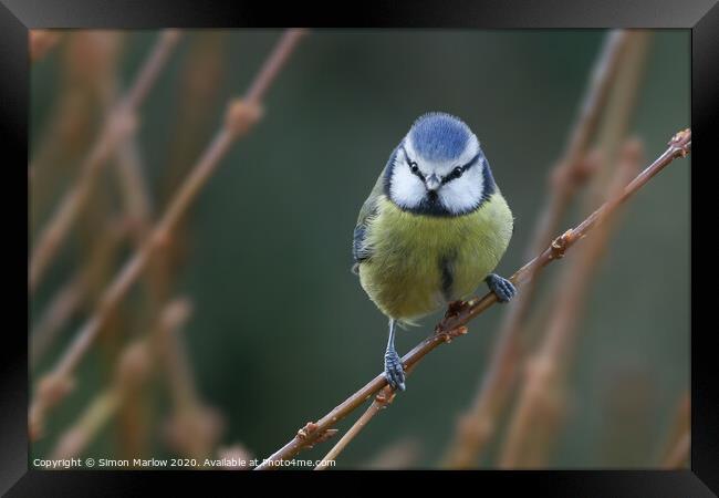 Blue Tit perched Framed Print by Simon Marlow