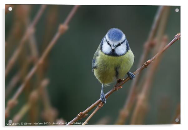 Blue Tit perched Acrylic by Simon Marlow