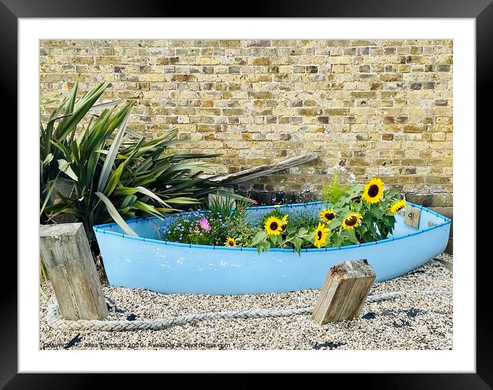 Burnham on Crouch Boat of Flowers Framed Mounted Print by Ailsa Darragh