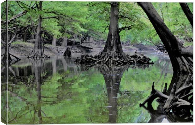 Cypress Reflection Canvas Print by JUDY LACEFIELD