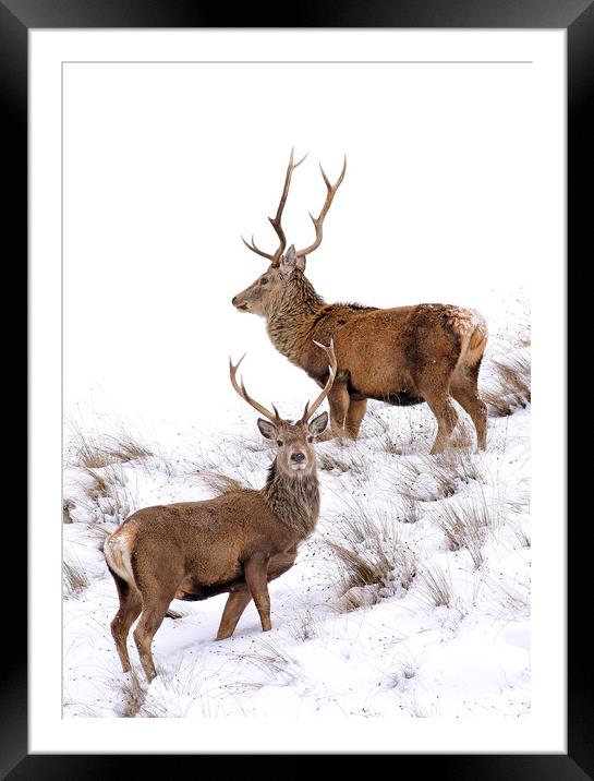 Scottish Red Deer Stags Framed Mounted Print by Grant Glendinning