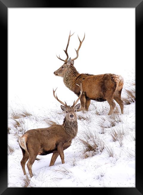 Scottish Red Deer Stags Framed Print by Grant Glendinning