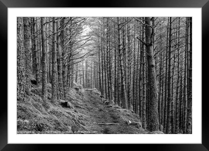 Pathway in a forest Framed Mounted Print by Iain Cridland