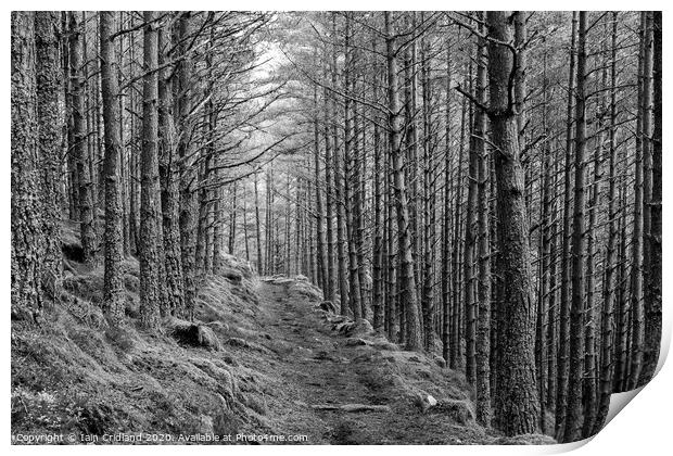Pathway in a forest Print by Iain Cridland