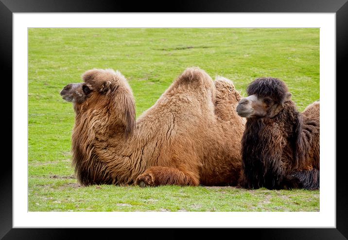 Pair of Bactrian camels lying down Framed Mounted Print by Linda More