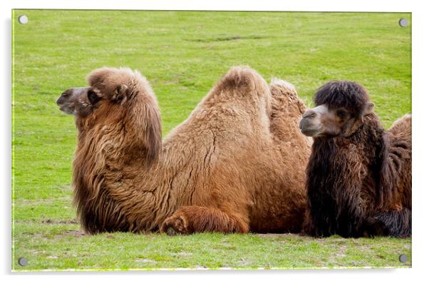 Pair of Bactrian camels lying down Acrylic by Linda More