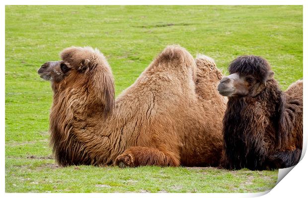 Pair of Bactrian camels lying down Print by Linda More
