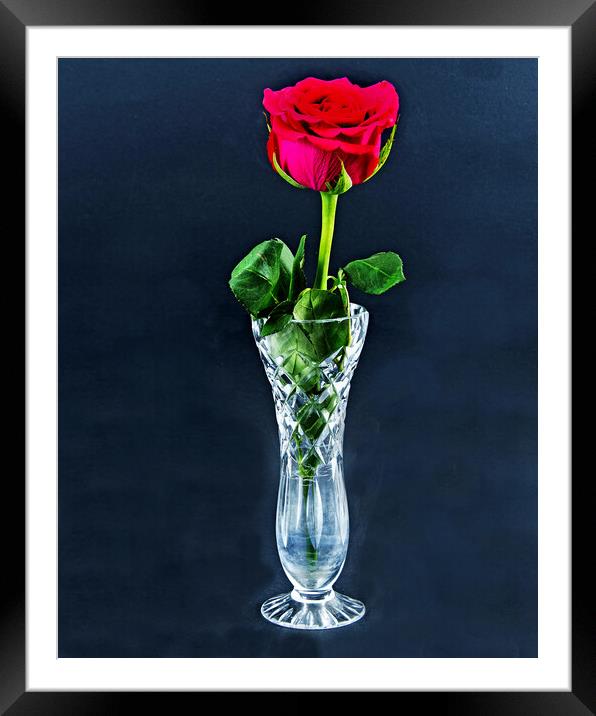 Red Rose flower closeup in a cut glass vase isolated on a black background. Framed Mounted Print by Geoff Childs