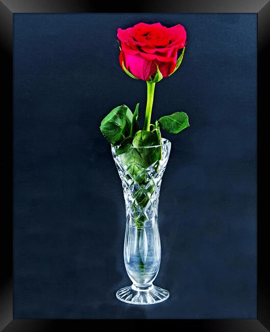 Red Rose flower closeup in a cut glass vase isolated on a black background. Framed Print by Geoff Childs