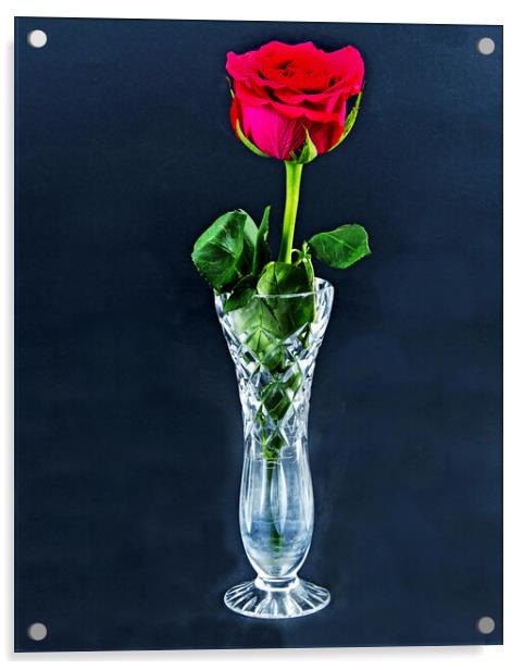 Red Rose flower closeup in a cut glass vase isolated on a black background. Acrylic by Geoff Childs