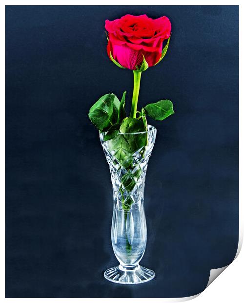 Red Rose flower closeup in a cut glass vase isolated on a black background. Print by Geoff Childs