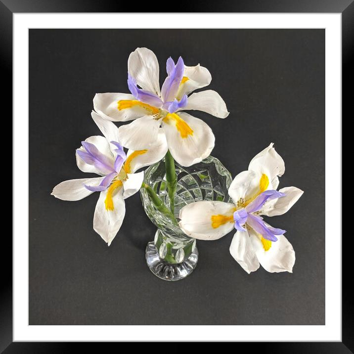 Three isolated Wild Iris flowers closeup in a crystal glass vase.  Framed Mounted Print by Geoff Childs