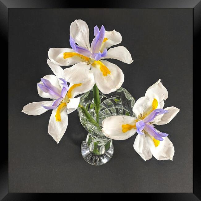Three isolated Wild Iris flowers closeup in a crystal glass vase.  Framed Print by Geoff Childs