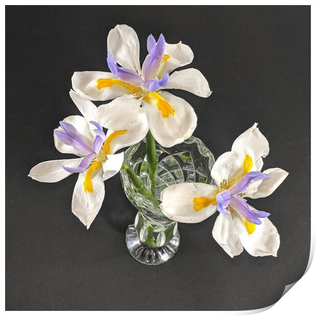 Three isolated Wild Iris flowers closeup in a crystal glass vase.  Print by Geoff Childs