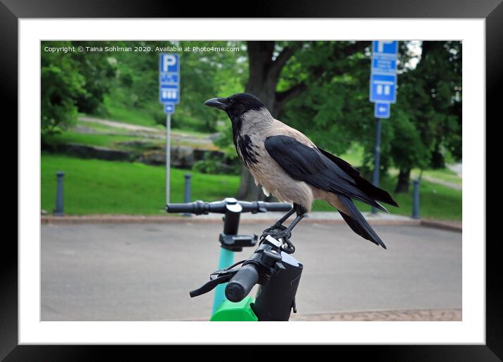 Modern Crow Takes City Bike Framed Mounted Print by Taina Sohlman